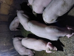 vând porci pentru Crăciun 