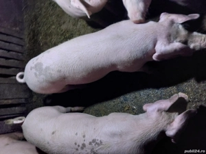 vând porci pentru Crăciun  - imagine 2