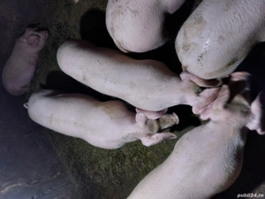 vând porci pentru Crăciun  - imagine 3