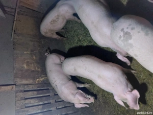 vând porci pentru Crăciun  - imagine 4