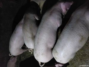 vând porci pentru Crăciun  - imagine 5