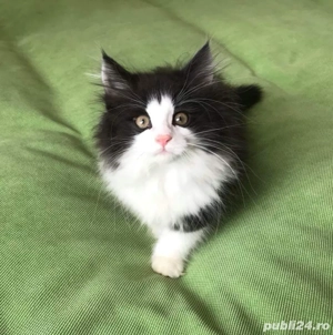 Siberiana de padure  - imagine 2