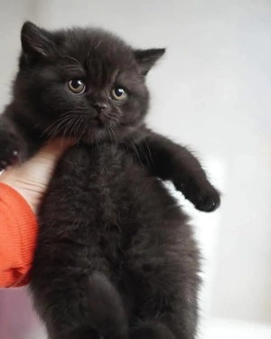 British Shorthair blue  - imagine 2