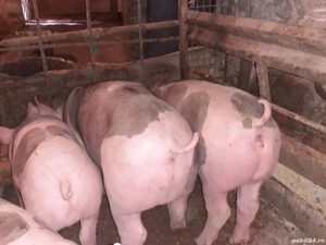 Grăsuni Pietreni și Marele Alb de vînzare aproximativ 40--50 kg.