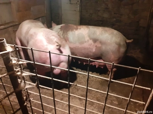 Super oferta,Grăsuni Pietreni și Marele Alb de vînzare aproximativ 40--50 kg. - imagine 3