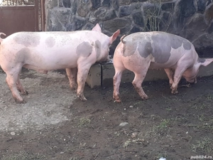 Super oferta,Grăsuni Pietreni și Marele Alb de vînzare aproximativ 40--50 kg. - imagine 2