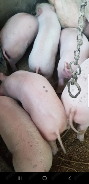 Vand purcei rasa landrace cu marele alb 