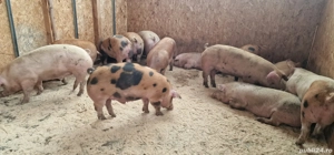 vând porcii numai de carne!