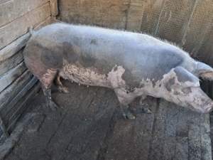 Disponibili porci comuna vlădaia județu mehedinți  - imagine 2