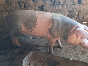 Disponibili porci comuna vlădaia județu mehedinți 