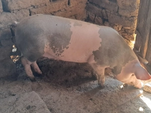Disponibili porci comuna vlădaia județu mehedinți  - imagine 4