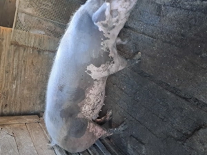 Disponibili porci comuna vlădaia județu mehedinți  - imagine 3