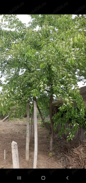 Casa centru Daneti, 80mp, curte si gradina 3.000 mp, apa + curent - imagine 9