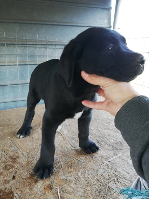 Vând cane corso talie mare