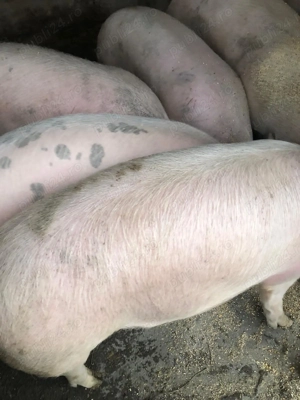 Porci de vânzare 