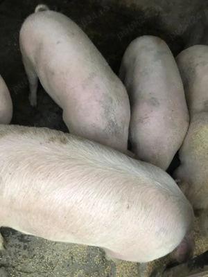 Porci de vânzare  - imagine 2