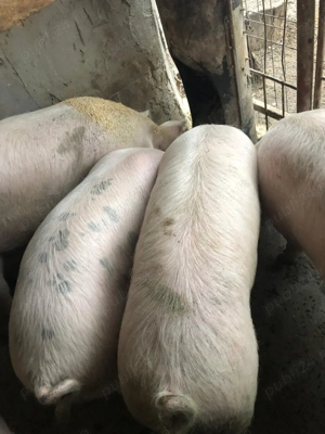 Porci de vânzare  - imagine 3