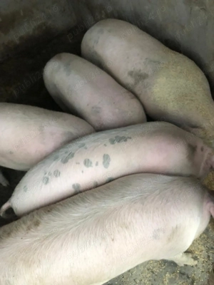 Porci de vânzare  - imagine 5