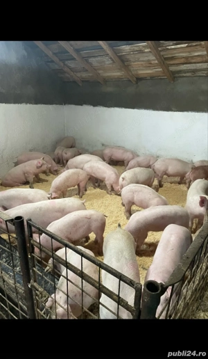 Vând porci foarte frumoși  - imagine 4