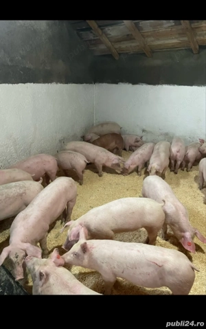 Vând porci foarte frumoși  - imagine 3