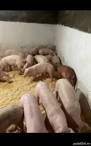 vand marfa frumoasa numai de carne 