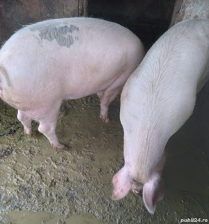 Porc de vânzare - imagine 2