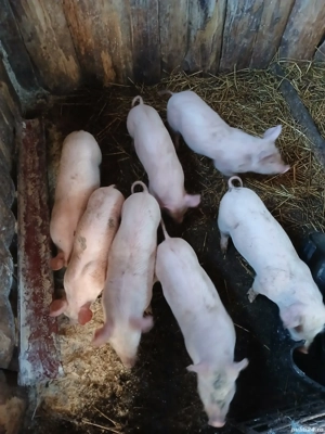 Purcei 8-9 săptămâni 