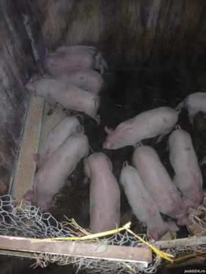 Purcei 8-9 săptămâni  - imagine 2