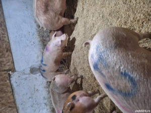 super calitate              - imagine 2