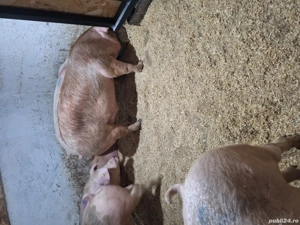 super calitate              - imagine 5