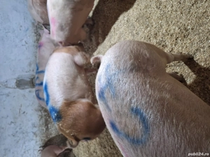 super calitate              - imagine 3