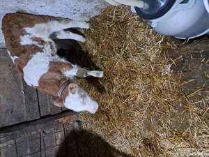 vind vitel baltat aproape 5 saptamini,