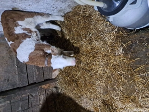 vind vitel baltat aproape 5 saptamini, - imagine 2