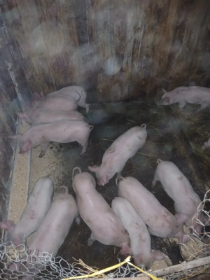 Purcei 8-9 săptămâni  - imagine 3