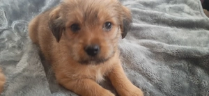 Metis(cu bichon havanez) - imagine 2