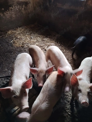 Purcei 8 saptamani de vanzare