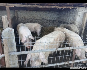 porci pentru craciun de la 120kg pana la 200kg 15 lei kg pentru mai multe informații    - imagine 2