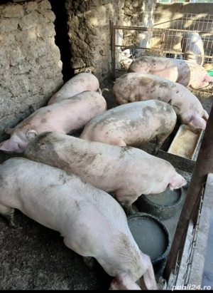 porci pentru craciun de la 120kg pana la 200kg 15 lei kg pentru mai multe informații    - imagine 4