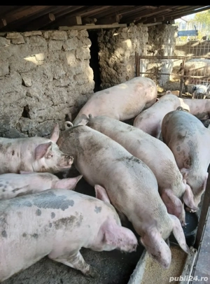 porci pentru craciun de la 120kg pana la 200kg 15 lei kg pentru mai multe informații   