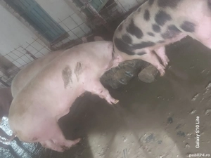 Porci pentru Crăciun 