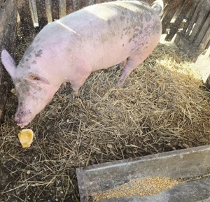Porc  cresccut bio de vânzare 
