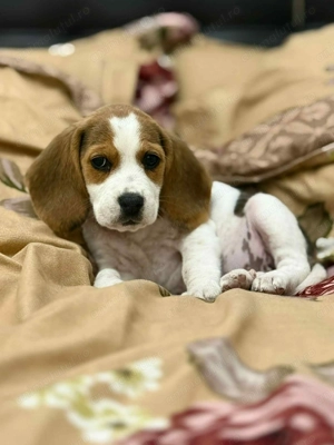 Vând cățelușă Beagle