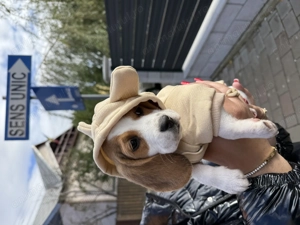 Vând cățelușă Beagle - imagine 2