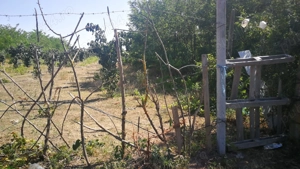 Teren Movilita Ialomița 1862mp cu put și livada gutui ,34 km de Bucuresti - imagine 5