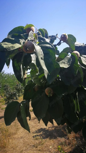 Teren Movilita Ialomița 1862mp cu put și livada gutui ,34 km de Bucuresti - imagine 7