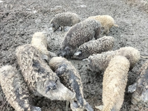 Mangalița pentru Crăciun 