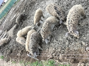 Mangalița pentru Crăciun  - imagine 3