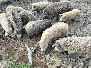 Mangalița pentru Crăciun  - imagine 2