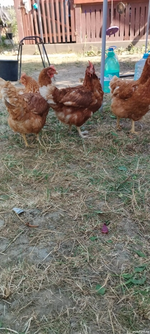 5 gaini crescute la casa  - imagine 2