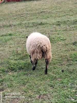 oi   mielute    - imagine 2